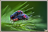 Coleoptera Cerambycidae